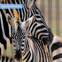 Шторка в ванную комнату, фотопечать "ЗЕБРА"